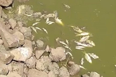 Kurumaya yüz tutan göletteki çok sayıda balık telef oldu