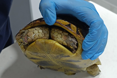 Bursa’da yanan ormanlarda kaplumbağa kurtarıldı: Hayvanlar için rehabilitasyon süreci başladı