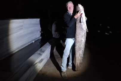 Bursa'da Çiçeközü Barajı'nda dev yayın balığı