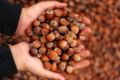 Fındık alım fiyatları belli oldu! Kilogram başına...