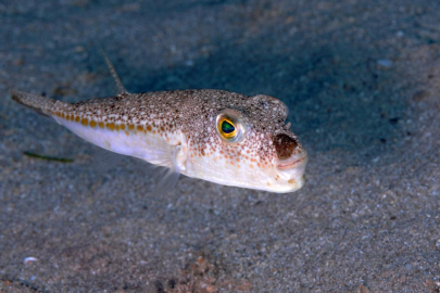 Balon balığı avcılığında destek miktarı artırıldı