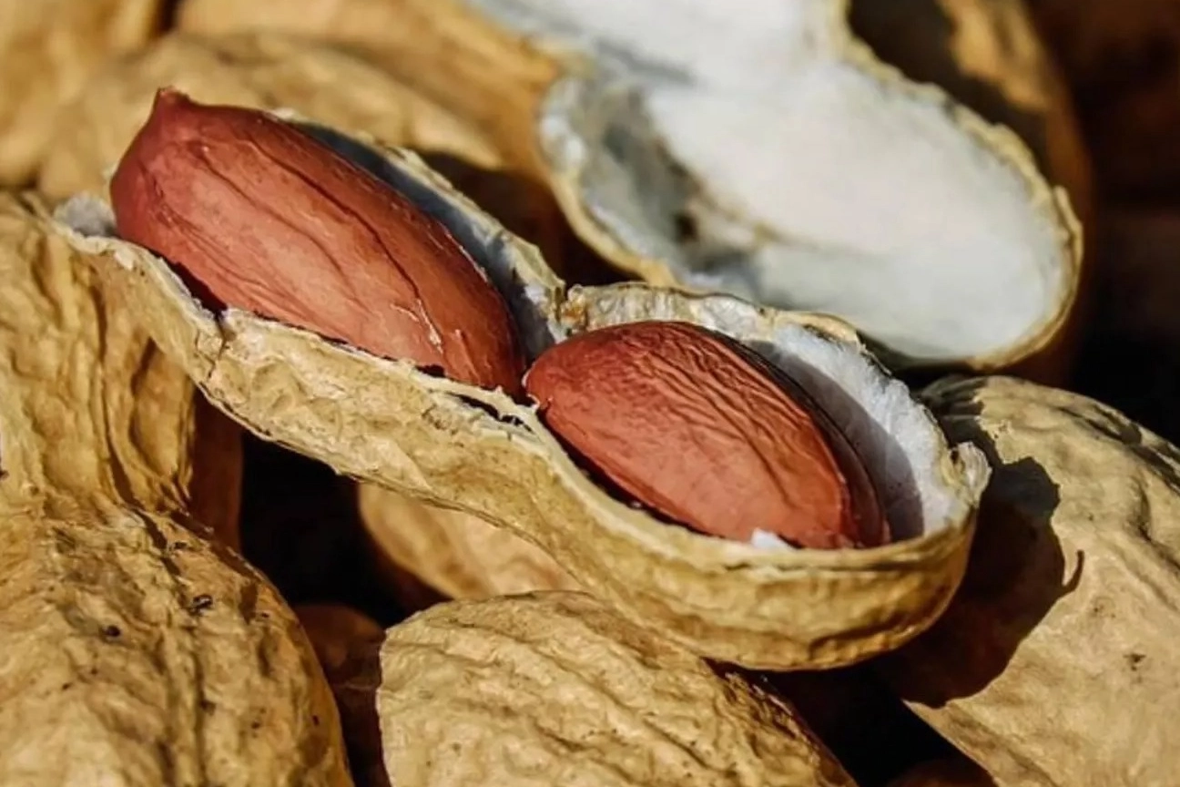 Türkiye’den ihraç edilen kabuklu fıstıklar geri gönderildi