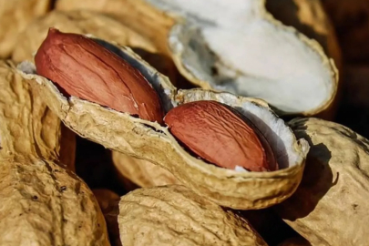 Türkiye’den ihraç edilen kabuklu fıstıklar geri gönderildi