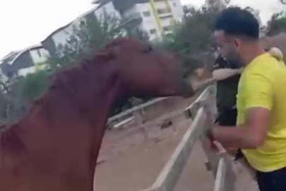 At babasının kucağındaki çocuğu ısırarak alıp havaya fırlattı