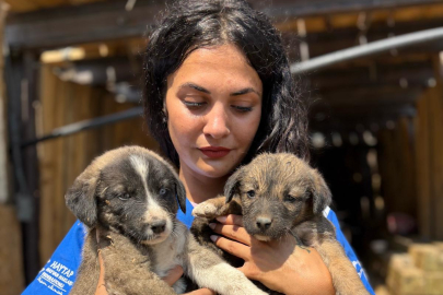 Bursa'da alevlerden kaçan köpek 7 yavrusuyla maden ocağına sığınmış