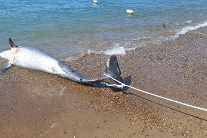 Bodrum’da ölü yunus sahile vurdu turistler şok oldu