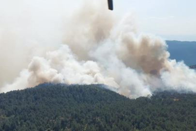 Sinop'ta orman yangını çıktı