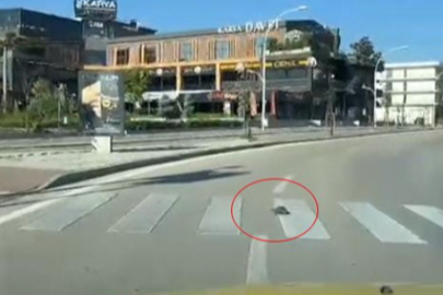 Bursa'da kaplumbağa yaya geçidinden geçti