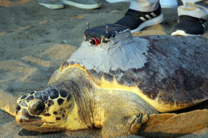 Uydu cihazıyla izlenen caretta caretta Tuba ikinci dünya turuna salındı