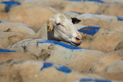 Bursa Büyükşehirin aşı ve yem desteği başvuruları başladı