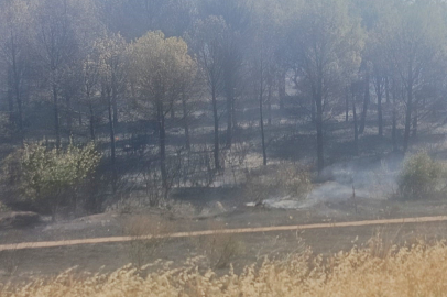 Manisa'da çıkan orman yangınıyla alakalı bir kişi gözaltına alındı