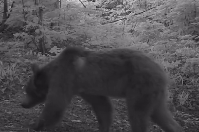 Bursa'da anne bozayı ile yavruları fotokapanla görüntülendi