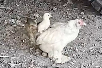 Bursa'da anne sırtında keyifli gezinti!