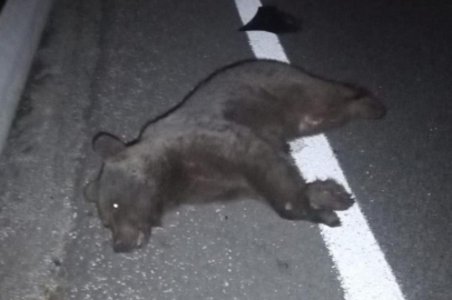 Bursa'da otomobilin çarptığı ayı telef oldu!