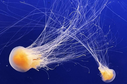 Fransa'da nükleer denizanası alarmı: Dört reaktör kapatıldı