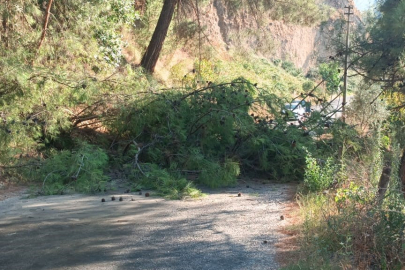 Manisa Alaşehir'de devrilen ağaç yolu ulaşıma kapattı