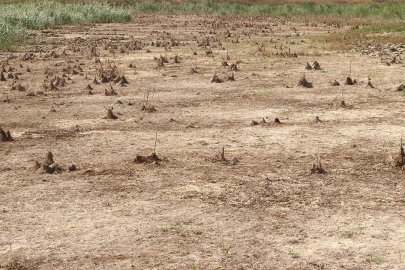 Tekirdağ'da Yazır Göleti kurudu