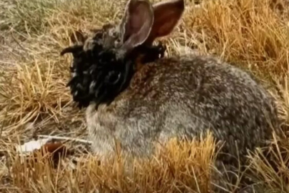 Uzmanlar uyardı: 'Frankenstein tavşanlar' bölgeyi sardı