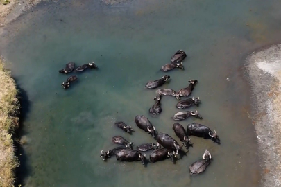 Sıcaktan bunalan mandaların banyo keyfi
