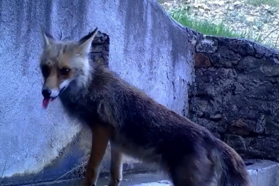 Bursa'da çeşmeden su içen tilki ve sincap, fotokapanla görüntülendi