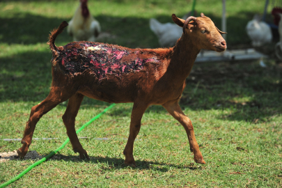 Orman yangınlarından kurtarılan 2 kuzu ile 13 koyun Bursa'daki Emekli Hayvanlar Çiftliği'nde