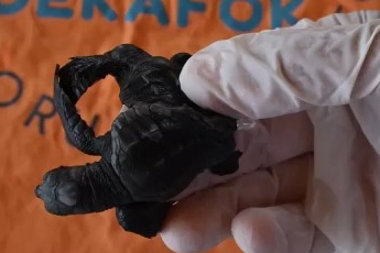 Dünyada çok az rastlanan olay: Türkiye'de ilk kez görüldü!