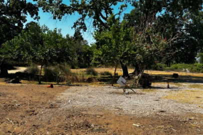 Bursa Hakimiyet gündeme getirmişti: Karacabey Longoz Ormanları TBMM gündeminde!
