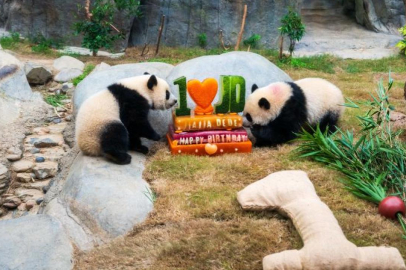 Hong Kong'da ikiz pandaların doğum günü kutlandı