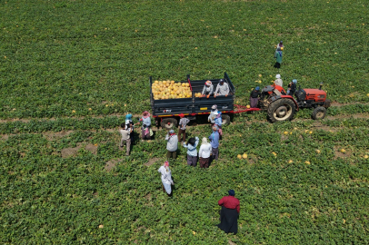 Kadın işçiler ekmek parasını topraktan çıkarıyor