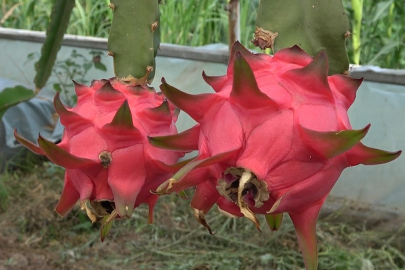 Samsun'da ejder meyvesi hasadı yüzleri güldürdü