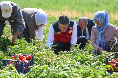 Bakan Yumaklı hasada katıldı, üreticilerle domates topladı