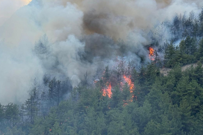 Define ararken 3 bin 630 ağacı yakan 5 sanığa 18'er yıla kadar hapis talebi