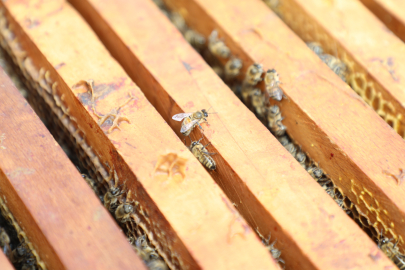 Bursa İnegöl bal üretiminde kalitesiyle dikkat çekti