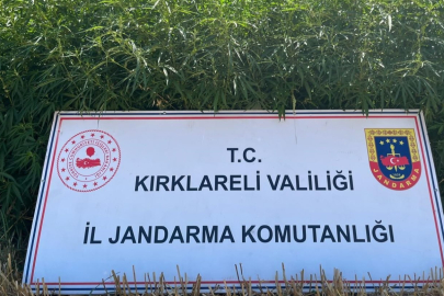 Kırklareli'nde 754 bin kök Hint keneviri ele geçirildi