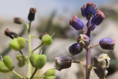 "Konya Sümbülü" literatüre kazandırıldı
