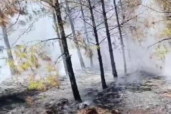 Şanlıurfa’da orman yangını