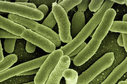 ABD’de ilk 'et yiyen parazit' vakası tespit edildi