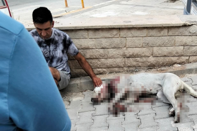 Denizli'de hamile köpeğe tüfekle saldırı