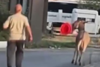 Edirne Otogarı'nda ilginç anlar: Başıboş eşek dubayı çaldı