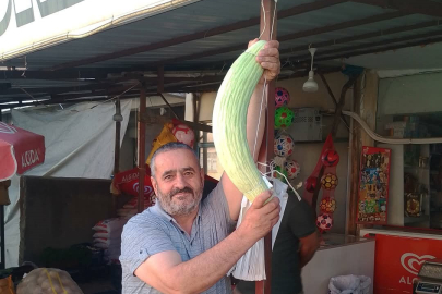 Elazığ'da dev acur hayrete düşürdü