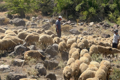 Koyun sürüsüne kurt ve ayı saldırdı! 20 kuzu telef oldu
