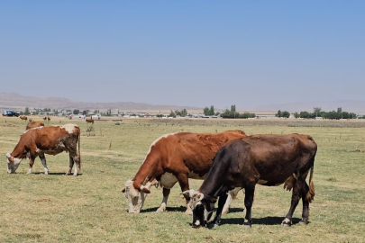 Kuş Cenneti Arin Gölü kurudu: Hayvanlar susuz kaldı