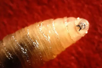 Parazitik sinek ilk kez insanlarda görüldü