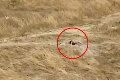 Tekirdağ'da güpegündüz boş alanda uygunsuz görüntüler!