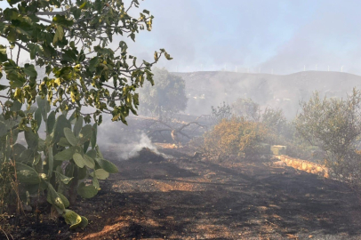 Aydın Didim’de makilik ve zeytinlik yangını korkuttu