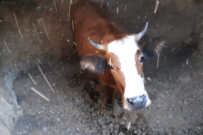 Bolu'da su kuyusuna düşen inek için kurtarma operasyonu