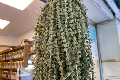 Kurutulmuş çiçek bamyanın altınla yarışan fiyatı düştü