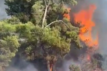 Muğla'da enerji nakil hattına çarpan kuş yangına neden oldu