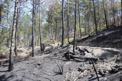 Orman yangınları deniz ekosistemini de tehdit ediyor