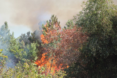 Sakarya'daki orman yangını kontrol altına alındı